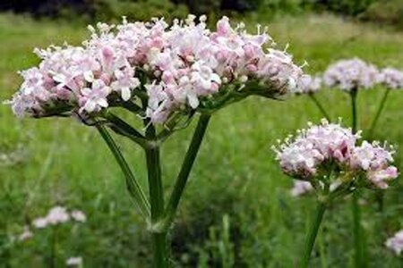 Valeriana officinalis geen maat specificatie 0,55L/P9cm - afbeelding 6