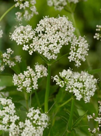 Valeriana officinalis geen maat specificatie 0,55L/P9cm - afbeelding 5