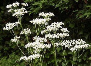Valeriana officinalis geen maat specificatie 0,55L/P9cm - afbeelding 11