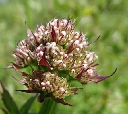 Valeriana officinalis geen maat specificatie 0,55L/P9cm - afbeelding 10