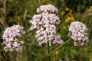 Valeriana officinalis geen maat specificatie 0,55L/P9cm - afbeelding 4