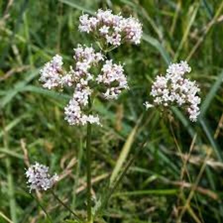 Valeriana officinalis geen maat specificatie 0,55L/P9cm - afbeelding 3