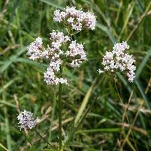 Valeriana officinalis geen maat specificatie 0,55L/P9cm - afbeelding 3