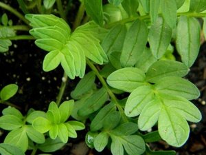 Valeriana officinalis geen maat specificatie 0,55L/P9cm - afbeelding 9