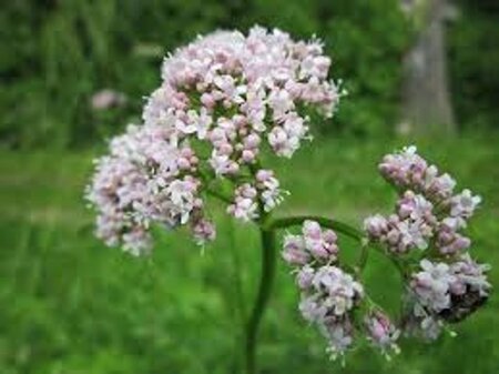 Valeriana officinalis geen maat specificatie 0,55L/P9cm - afbeelding 2