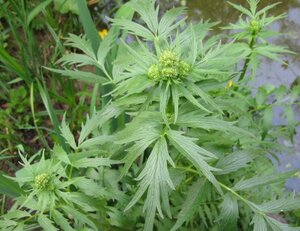 Valeriana officinalis geen maat specificatie 0,55L/P9cm - afbeelding 8