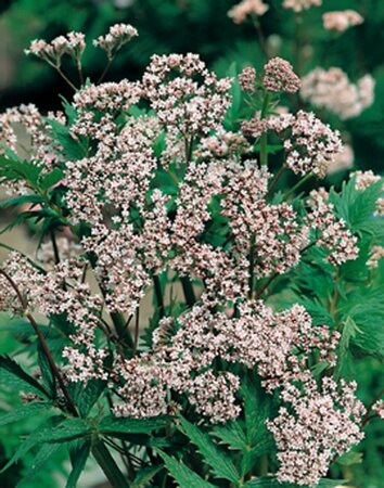 Valeriana officinalis geen maat specificatie 0,55L/P9cm - afbeelding 12