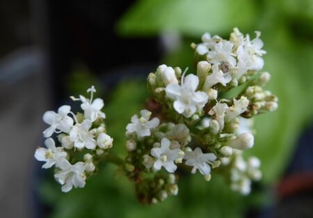 Valeriana officinalis geen maat specificatie 0,55L/P9cm - afbeelding 7