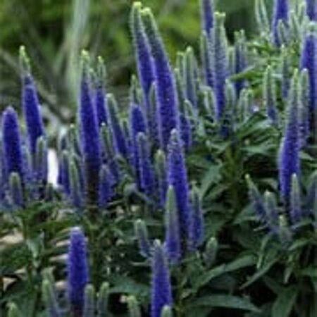 Veronica austr. 'Royal Blue' geen maat specificatie 0,55L/P9cm