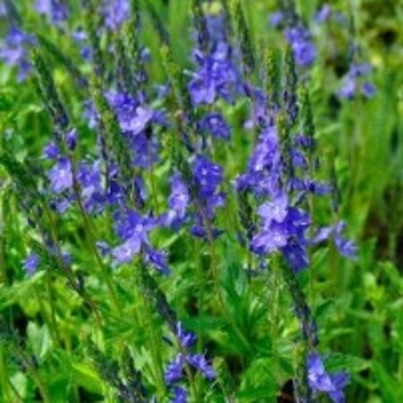 Veronica austr. 'Shirley Blue' geen maat specificatie 0,55L/P9cm - afbeelding 1