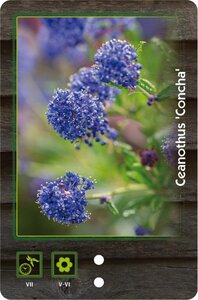 Veronica beccabunga geen maat specificatie 0,55L/P9cm - afbeelding 5