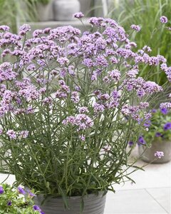 Verbena bon. 'Lollipop' geen maat specificatie 0,55L/P9cm - afbeelding 6