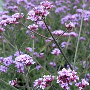 Verbena bon. 'Lollipop' geen maat specificatie 0,55L/P9cm - afbeelding 7