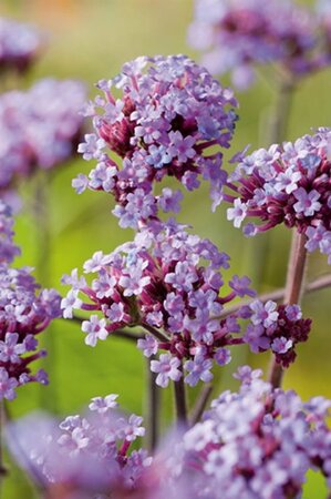 Verbena bon. 'Lollipop' geen maat specificatie 0,55L/P9cm - afbeelding 6
