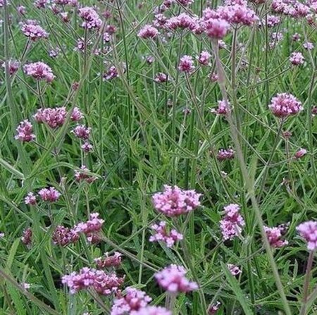 Verbena bon. 'Lollipop' geen maat specificatie 0,55L/P9cm - afbeelding 5