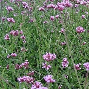 Verbena bon. 'Lollipop' geen maat specificatie 0,55L/P9cm - afbeelding 5
