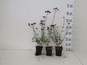 Verbena bon. 'Lollipop' geen maat specificatie 0,55L/P9cm - afbeelding 6