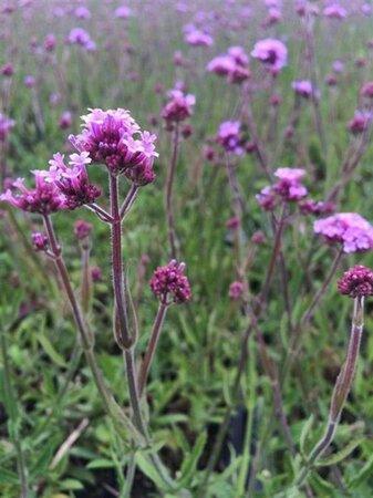 Verbena bon. 'Lollipop' geen maat specificatie 0,55L/P9cm - afbeelding 4