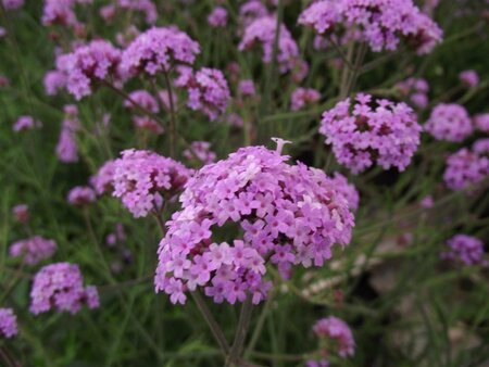 Verbena bon. 'Lollipop' geen maat specificatie 0,55L/P9cm - afbeelding 4