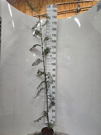 Verbena bonariensis geen maat specificatie 0,55L/P9cm - afbeelding 9