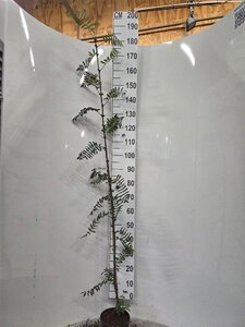 Verbena bonariensis geen maat specificatie 0,55L/P9cm - afbeelding 9