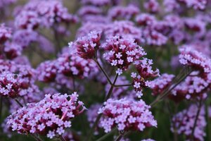 Verbena bonariensis geen maat specificatie 0,55L/P9cm - afbeelding 5