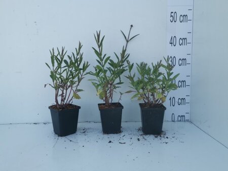 Verbena bonariensis geen maat specificatie 0,55L/P9cm - afbeelding 5