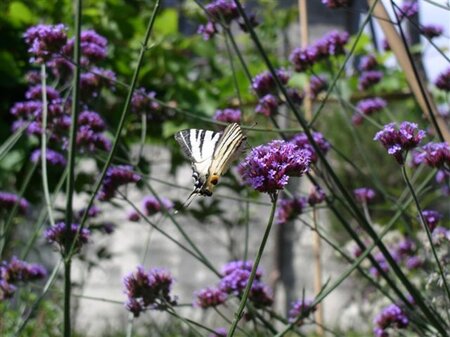 Verbena bonariensis geen maat specificatie 0,55L/P9cm - afbeelding 4