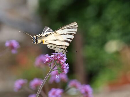 Verbena bonariensis geen maat specificatie 0,55L/P9cm - afbeelding 3