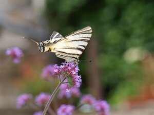 Verbena bonariensis geen maat specificatie 0,55L/P9cm - afbeelding 3