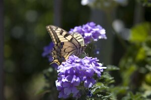 Verbena bonariensis geen maat specificatie 0,55L/P9cm - afbeelding 2