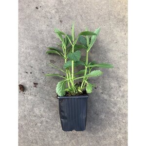 Verbena bonariensis geen maat specificatie 0,55L/P9cm - afbeelding 10