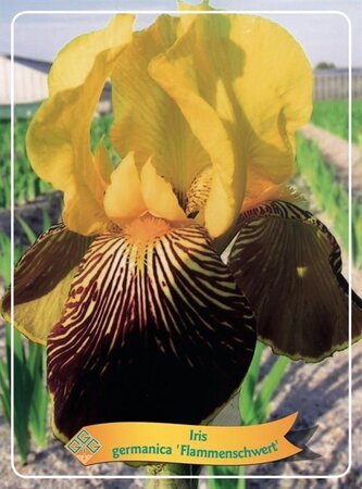 Verbena bonariensis geen maat specificatie 0,55L/P9cm - afbeelding 2