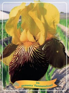 Verbena bonariensis geen maat specificatie 0,55L/P9cm - afbeelding 2