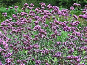Verbena bonariensis geen maat specificatie 0,55L/P9cm - afbeelding 12