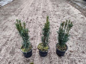 Verbena bonariensis geen maat specificatie 0,55L/P9cm - afbeelding 3