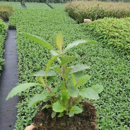 Verbena bonariensis geen maat specificatie 0,55L/P9cm - afbeelding 8