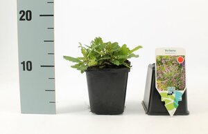 Verbena bonariensis geen maat specificatie 0,55L/P9cm - afbeelding 4
