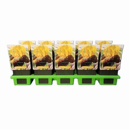 Verbena bonariensis geen maat specificatie 0,55L/P9cm - afbeelding 13
