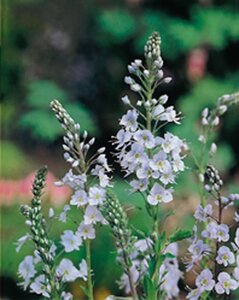 Veronica gentianoides geen maat specificatie 0,55L/P9cm