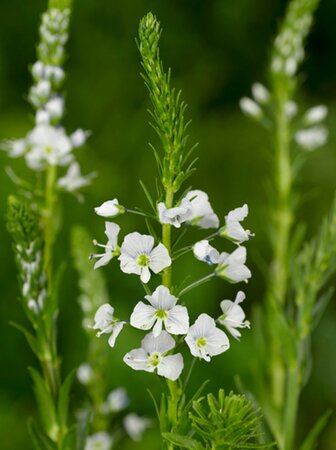 Veronica gentianoides geen maat specificatie 0,55L/P9cm - afbeelding 2
