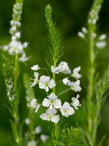 Veronica gentianoides geen maat specificatie 0,55L/P9cm - afbeelding 2