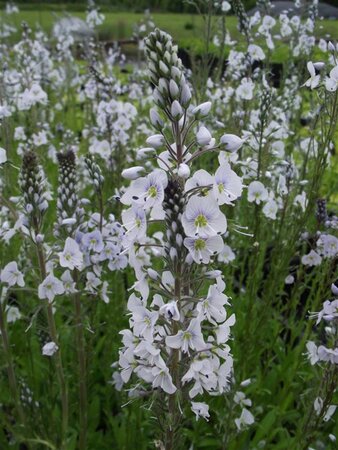 Veronica gentianoides geen maat specificatie 0,55L/P9cm - afbeelding 3
