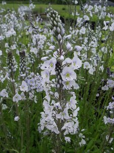 Veronica gentianoides geen maat specificatie 0,55L/P9cm - afbeelding 3