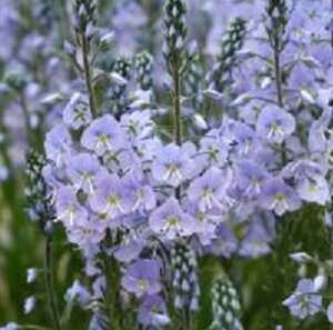 Veronica gentianoides geen maat specificatie 0,55L/P9cm - afbeelding 4