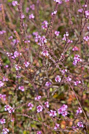 Verbena officinalis 'Bampton' geen maat specificatie 0,55L/P9cm - afbeelding 1