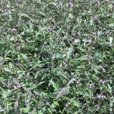 Verbena officinalis 'Bampton' geen maat specificatie 0,55L/P9cm - afbeelding 2