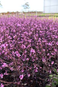 Verbena officinalis 'Bampton' geen maat specificatie 0,55L/P9cm - afbeelding 4