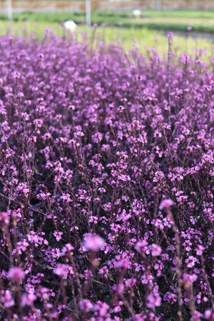 Verbena officinalis 'Bampton' geen maat specificatie 0,55L/P9cm - afbeelding 5