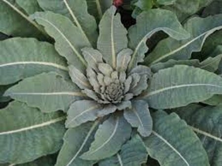Verbascum olympicum geen maat specificatie 0,55L/P9cm - afbeelding 2